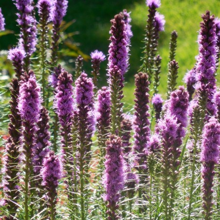 Dense blazing star - Liatris spicata