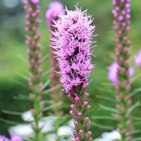 Dense blazing star - Liatris spicata