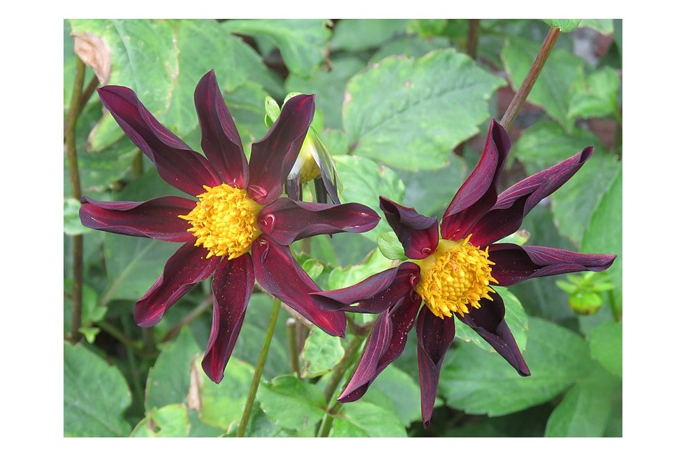 Dahlia Honka dark (Dwergenpaartje, CC BY-SA 4.0, via Wikimedia Commons)