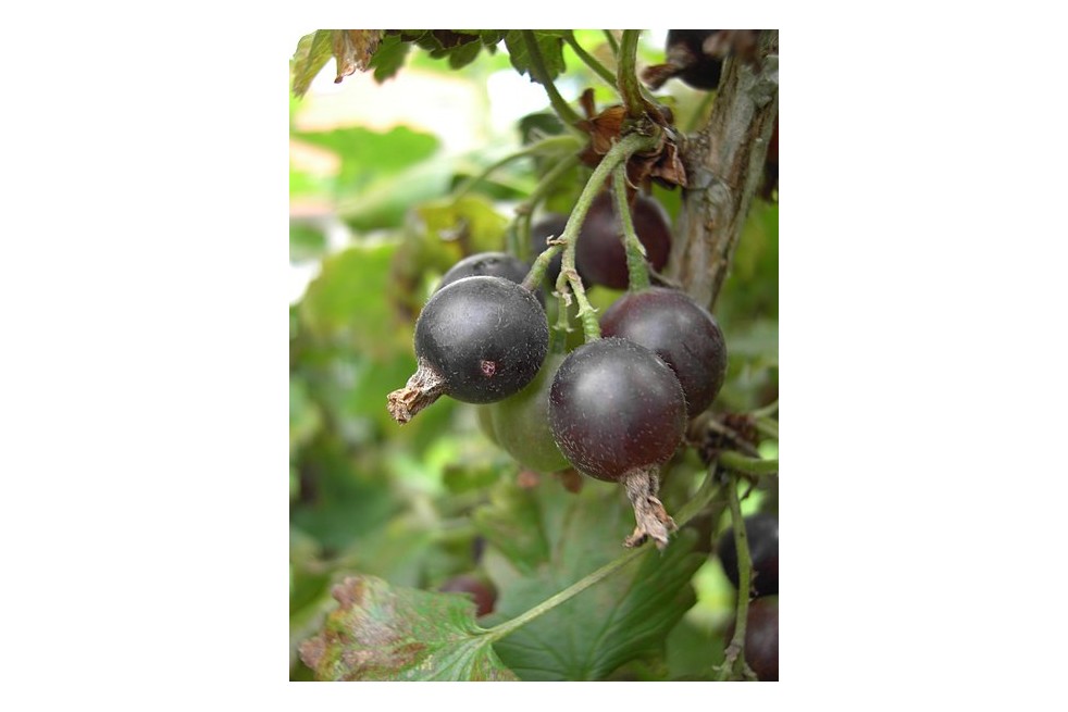 Casseillier Josta (I, Zualio, CC BY-SA 3.0 , via Wikimedia Commons- Casseillier Josta (I, Zualio, CC BY-SA 3.0 , via Wikimedia Commons-