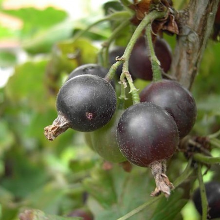 Jostaberry (I, Zualio, CC BY-SA 3.0 , via Wikimedia Commons)