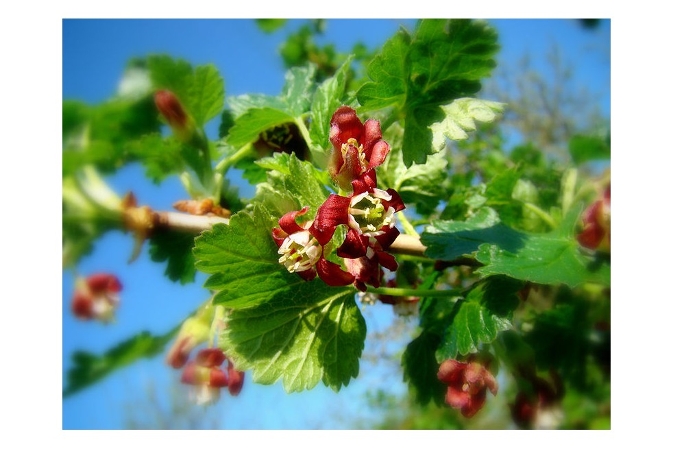 Casseillier Josta (Adampauli, CC BY-SA 3.0 DE , via Wikimedia Commons) Casseillier Josta (Adampauli, CC BY-SA 3.0 DE , via Wikimedia Commons)