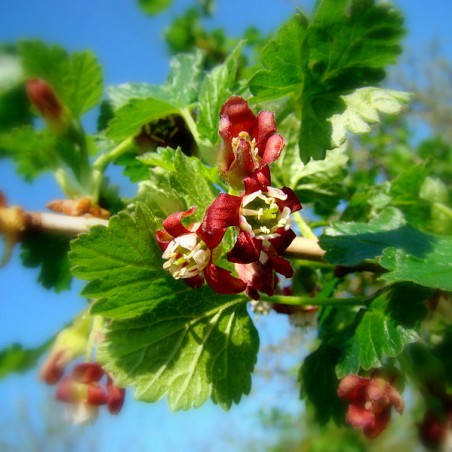 Casseillier Josta (Adampauli, CC BY-SA 3.0 DE , via Wikimedia Commons)