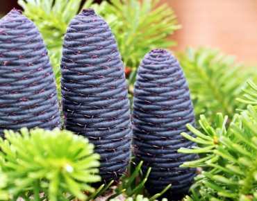 Abies koreana