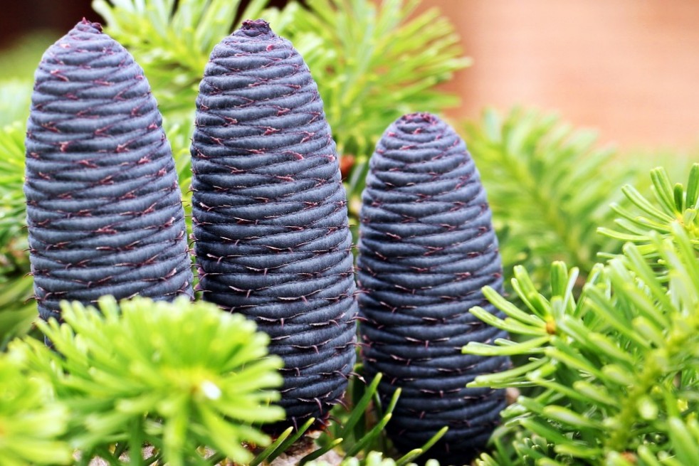 Abies koreana