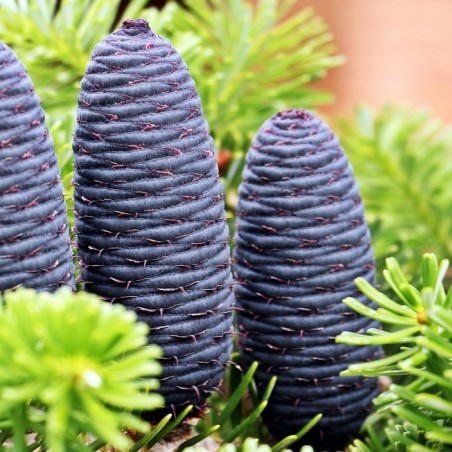 Abies koreana