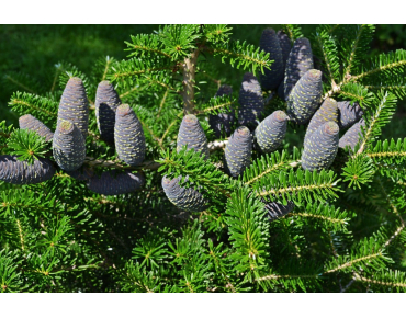 Abies koreana