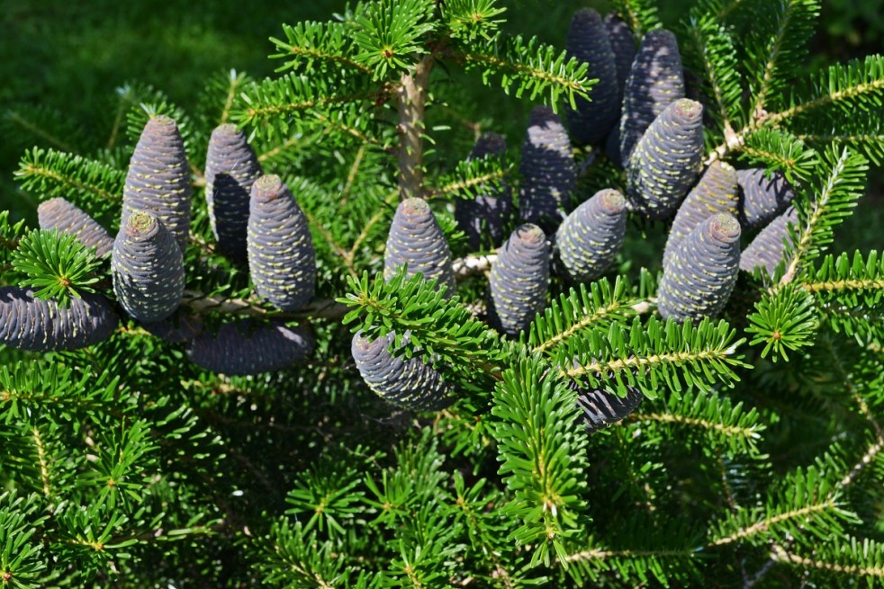 Abies koreana