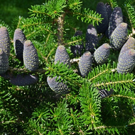 Abies koreana