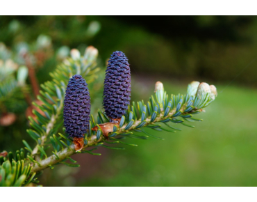 Abies koreana