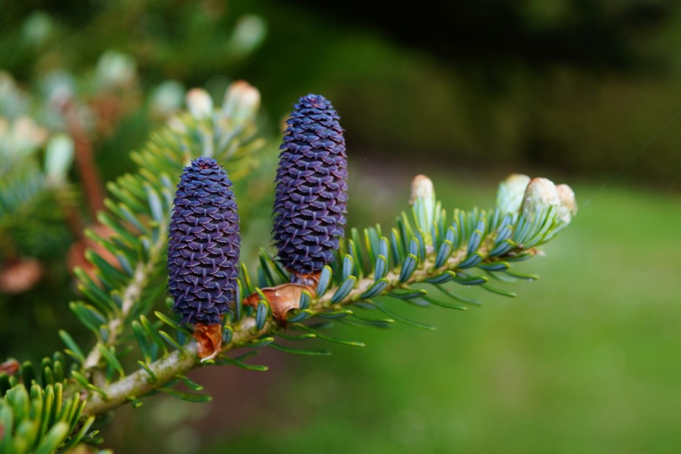 Abies koreana