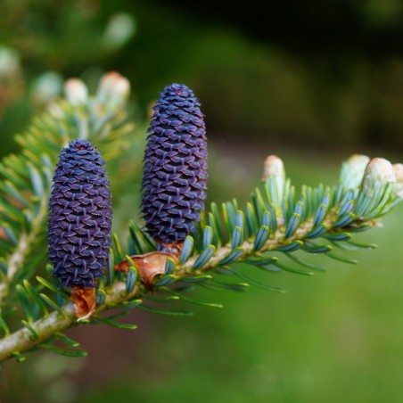 Abies koreana