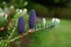 Abies koreana