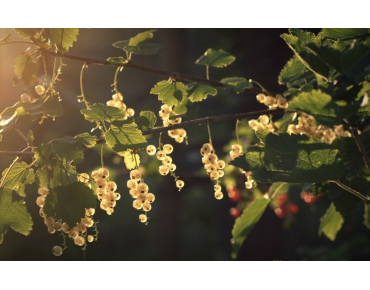 Ribes rubrum Blanka