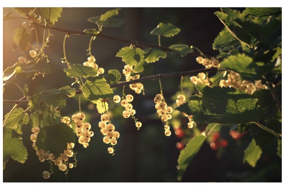 Ribes rubrum Blanka