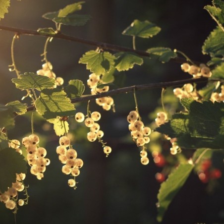 Ribes rubrum Blanka