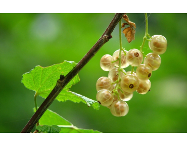 Ribes rubrum Blanka