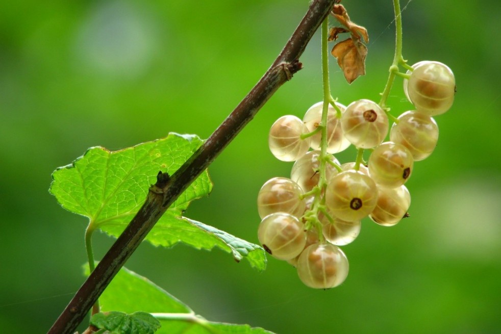 Ribes rubrum Blanka