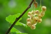 Ribes rubrum Blanka