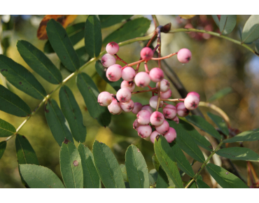 Hupeh Rowan - Sorbus Hupehensis