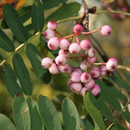 Chinese lijsterbes - Sorbus Hupehensis