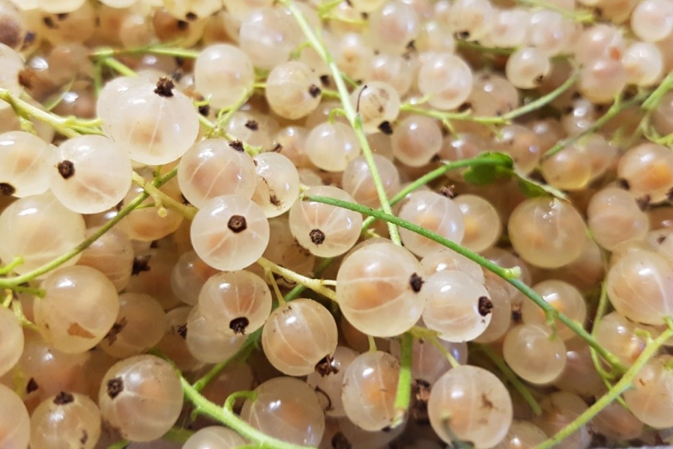 Ribes rubrum Blanka Ribes rubrum Blanka