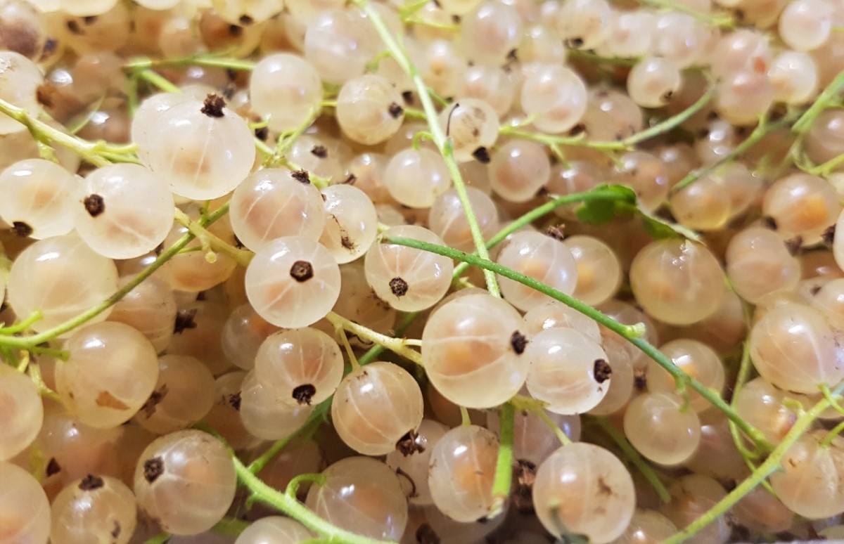 Weiße Johannisbeere Blanka