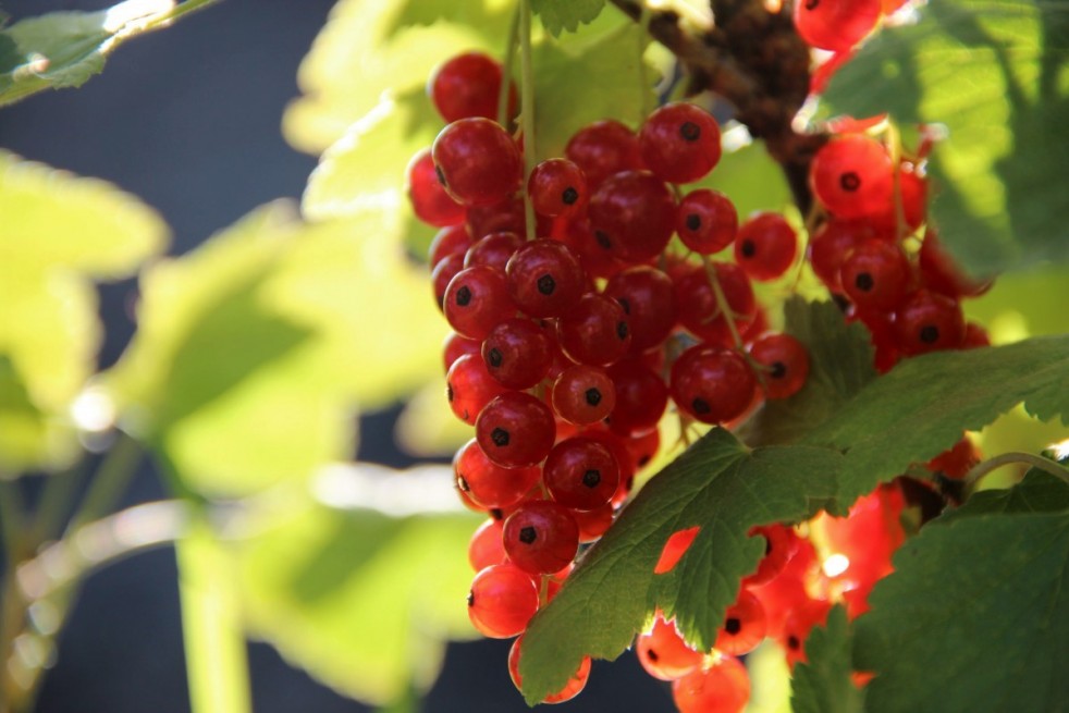 Ribes rubrum Rosetta