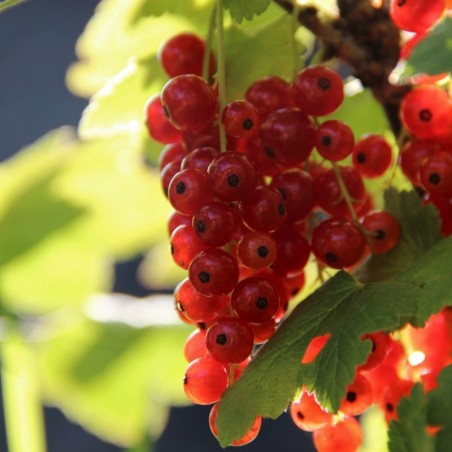 Ribes rubrum Rosetta