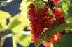 Ribes rubrum Rosetta Ribes rubrum Rosetta