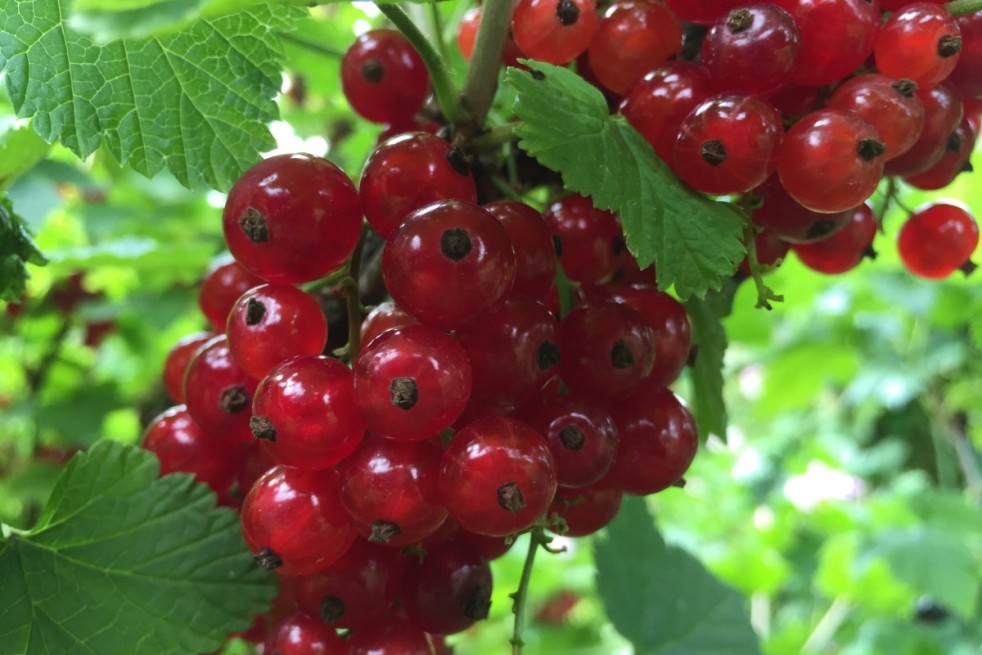 Ribes rubrum Red Lake Ribes rubrum Red Lake