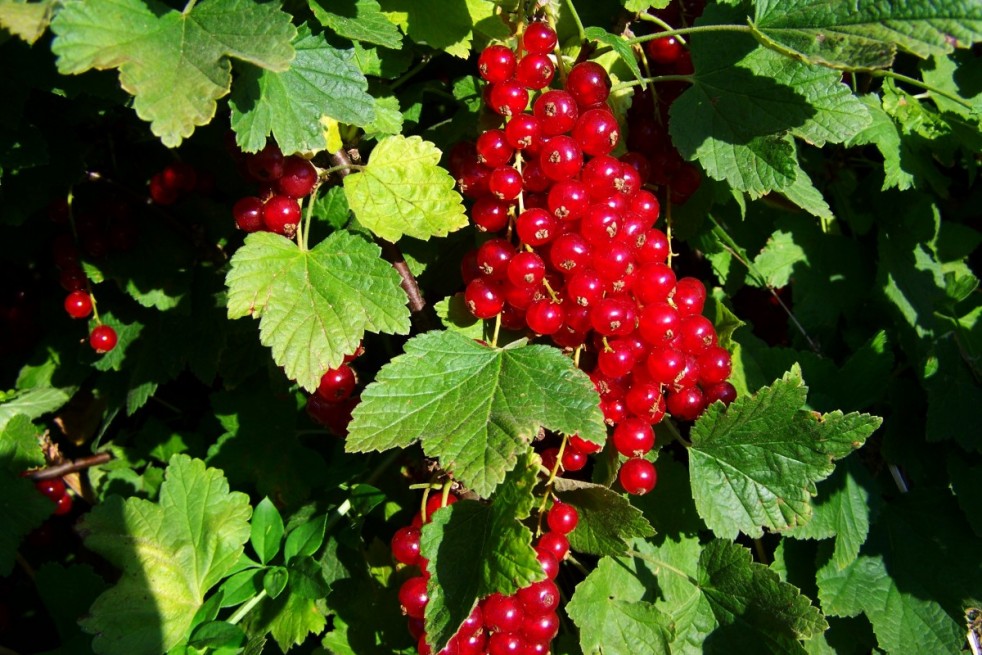 Ribes rubrum Rovada