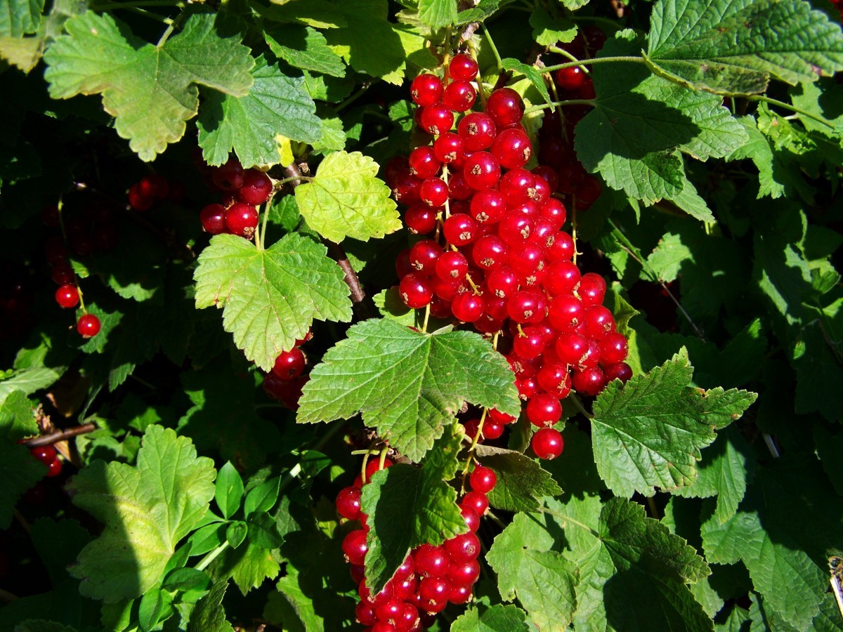 Redcurrant Rovada