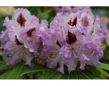 Rhododendron hybride Blue Peter