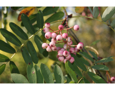 Hupeh Rowan - Sorbus Hupehensis