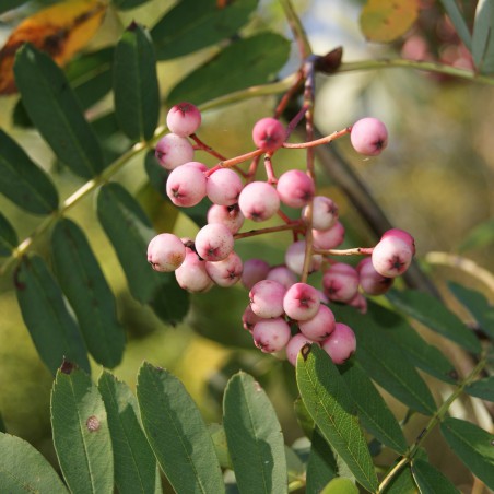 Chinese lijsterbes - Sorbus Hupehensis