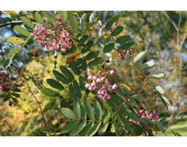 Hupeh Rowan - Sorbus Hupehensis