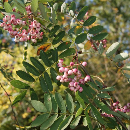 Chinese lijsterbes - Sorbus Hupehensis