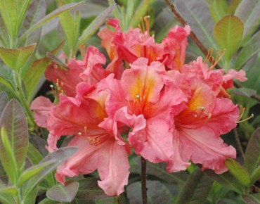 Chinese Azalea Berryrose