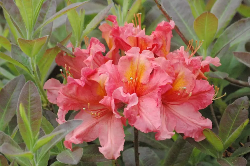 Azalea Knap-Hill Berryrose