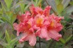 Azalea Knap-Hill Berryrose