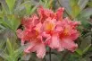 Azalea Knap-Hill Berryrose