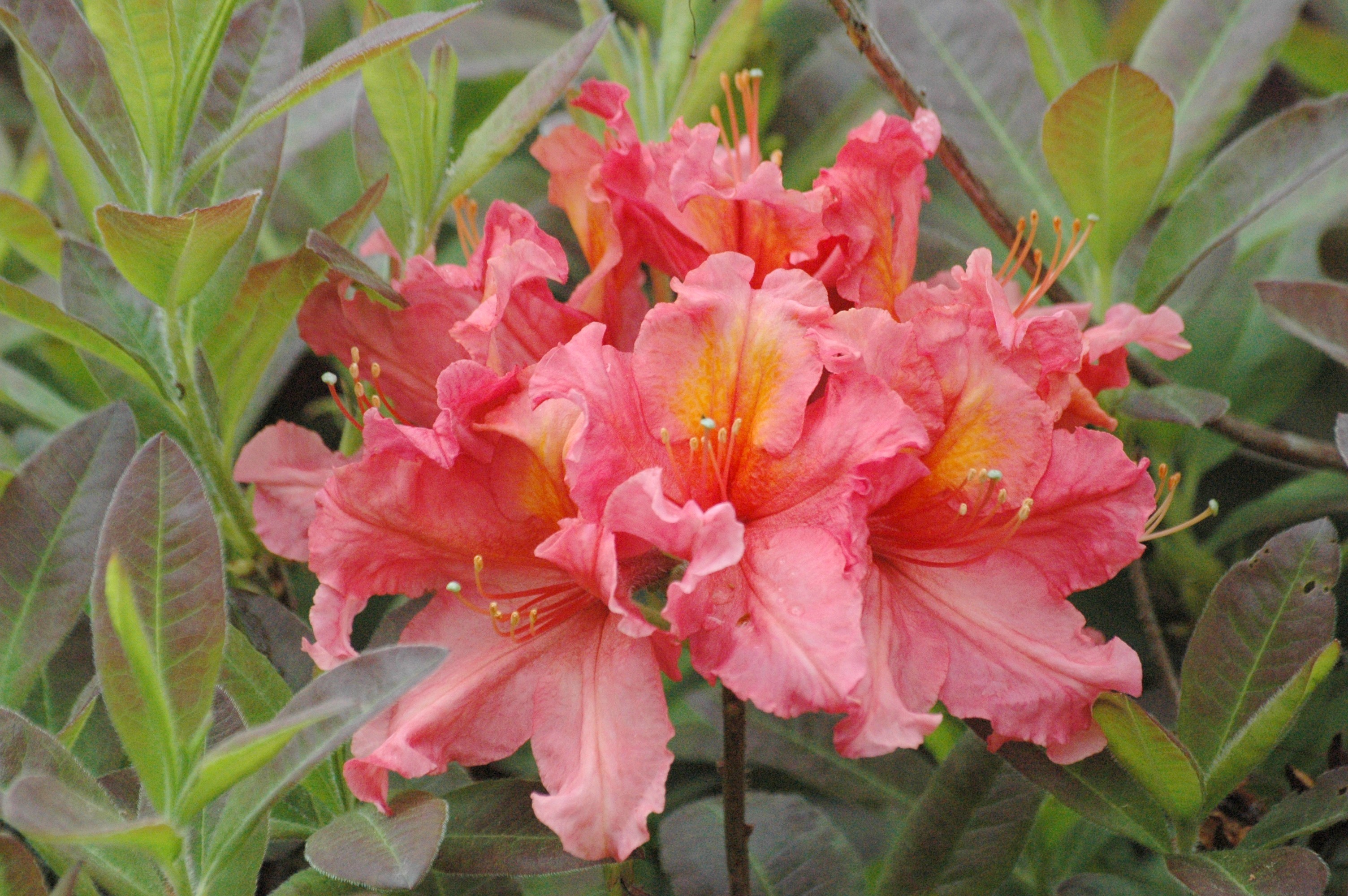 Chinese Azalea Berryrose