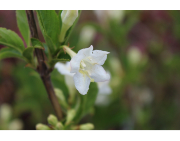 Weigela Candida - jardins du Monde.be