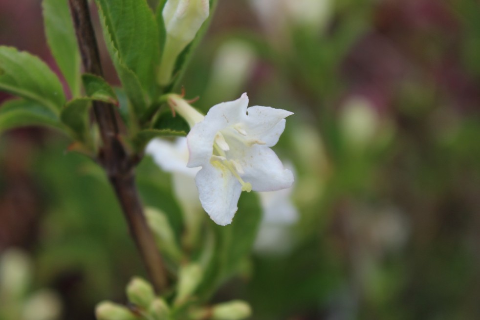 Weigela Candida - jardins du Monde.be