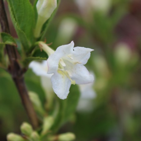 Weigela Candida - jardins du Monde.be