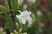 Weigela Candida - jardins du Monde.be Weigela Candida - jardins du Monde.be