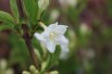 Weigela Candida - jardins du Monde.be