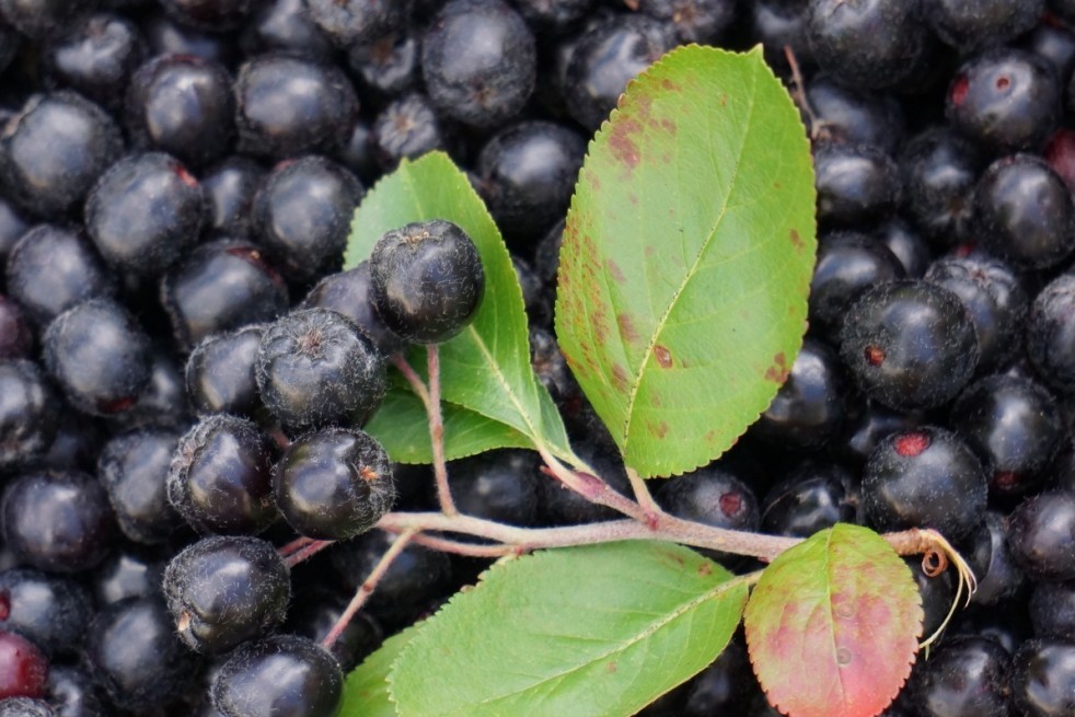 Aronia mitschurinii Amit-Jardins du Monde.be