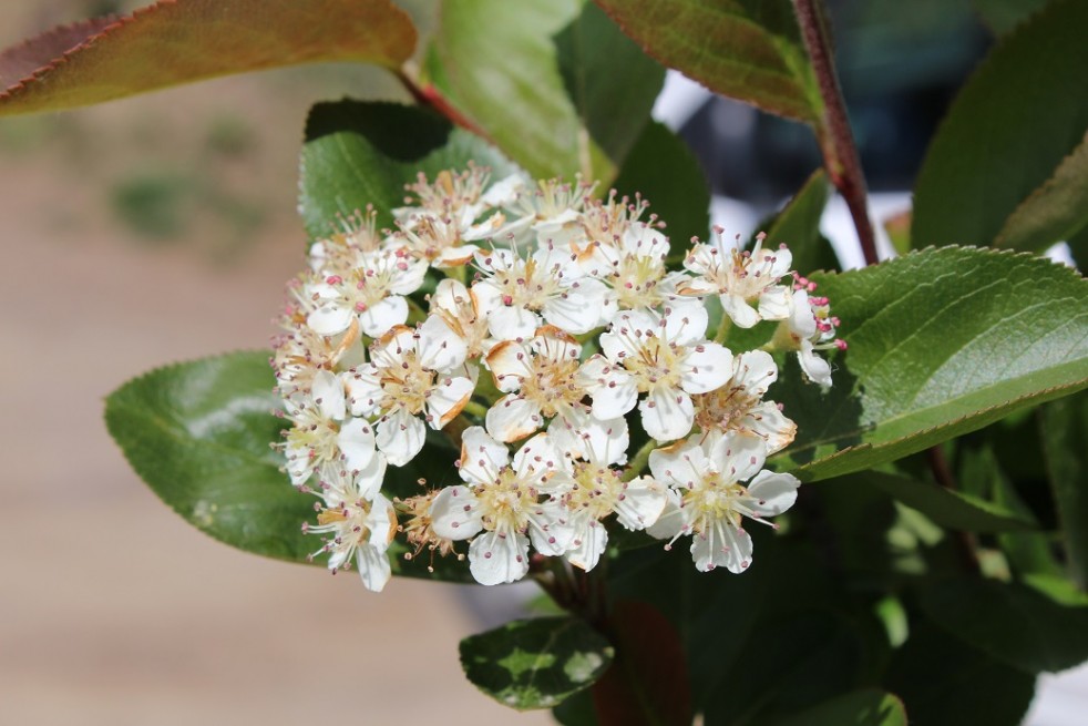 Aronia mitschurinii Amit-Jardins du Monde.be Aronia mitschurinii Amit-Jardins du Monde.be